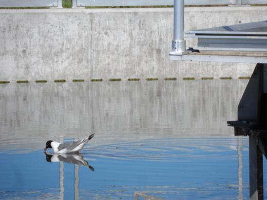 Integrated EHS Audits of three water/wastewater treatment plants.