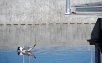 Integrated EHS Audits – 3 Water Wastewater Treatment Plants (1)